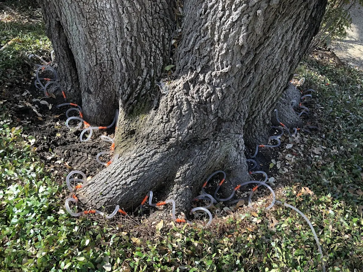 Detailed Tree Cabling and Bracing job site in Scarville