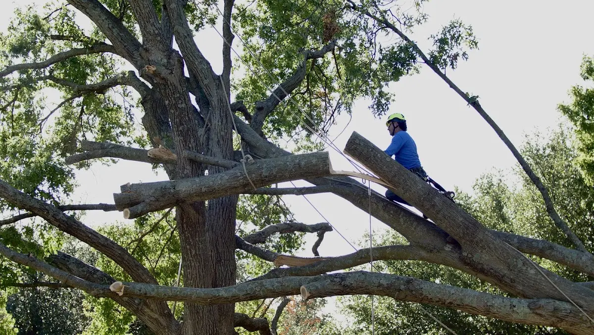 Professional Hazardous Tree Removal performed by certified arborists in Scarville