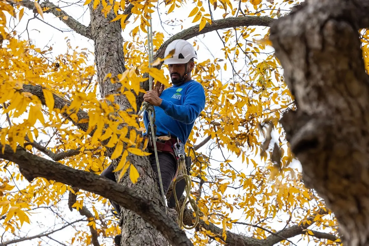 Skilled Tree Pruning crew working in Scarville