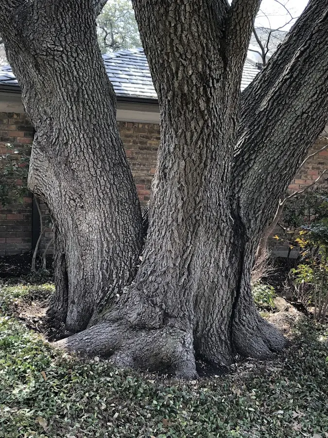 Mature heritage tree close to a Scarville property cared for by certified arborists